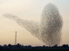 Тысячи птиц исполнили шоу в анапском небе