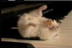 Впервые по мотивам популярного сетевого ролика написана песня