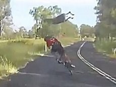 Кенгуру в прыжке сбил велосипедистку в Австралии