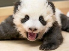 Икающий детеныш панды умилил посетителей зоопарка