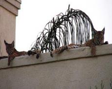 Рыси захватывают опустевшие в результате кризиса дома в США