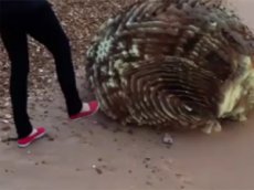 В Японии нашли неопознанный объект