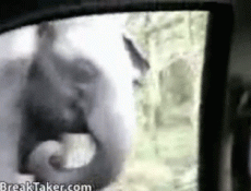 Слон изуродовал автомобиль