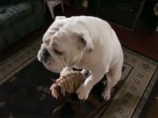 Самый умный пес