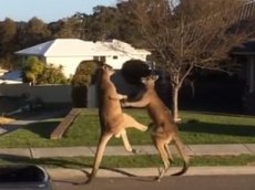 В Австралии сняли на видео дерущихся кенгуру