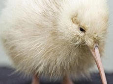 В Новой Зеландии вылупился белый киви