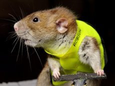 Самая удивительная крыса