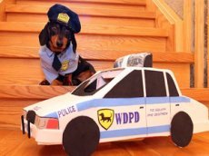 Погоня таксы-полицейского за "грабителем" рассмешила YouTube