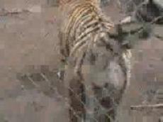 Тигр с головы до ног … описал посетителя!