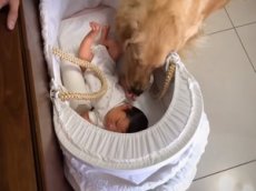 Реакция собаки на появление новорожденной девочки в доме растрогала интернет-пользователей