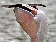 Лондонский пеликан прилюдно сожрал голубя