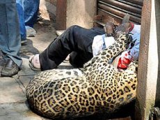 В Индии леопард напал на прохожих