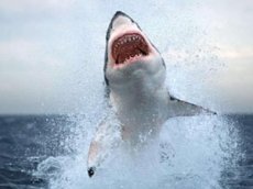Отдыхающие спасли белую акулу на пляже в Массачусетсе