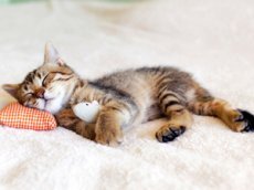 Кот, который не боится пылесоса, покоряет YouTube