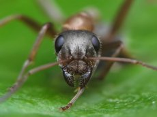 Массовые самоубийства муравьёв