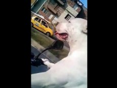 В Сети появилось видео, как собака управляет мотоциклом