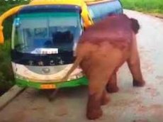 Слон заблокировал движение машин в Китае