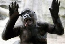 Обезьяны намного умнее, чем думают люди