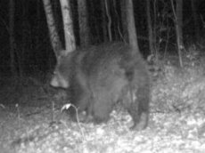 Медведь нашел и сломал фотоловушку в Национальном парке «Тангай»