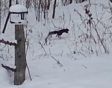 Пьяная белка взорвала YouTube