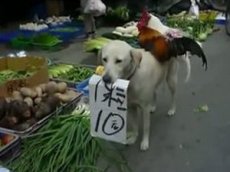 В Китае на рынке собака продает кур!