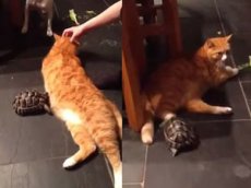 Видео с черепахой, атакующей кота, стало хитом YouTube
