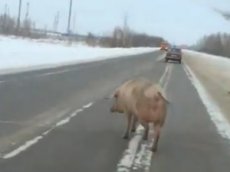 В Омске свинья парализовала движение на трассе