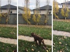 Канадец вернул опавшие листья соседям