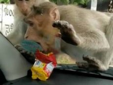 Голодные обезьяны напали на машину в поисках еды