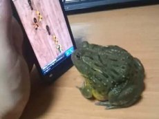 Лягушка "полакомилась" муравьями на смартфоне