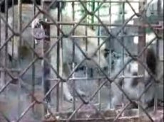 Городской хищник против лесного