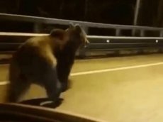 Водитель заснял на видео в Сочи бегущего по трассе медведя