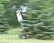 Гонщик не расчитал скорость и врезался … в ёлку!