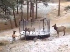 Олененок на батуте