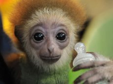 Детеныш гиббона подружился с котом