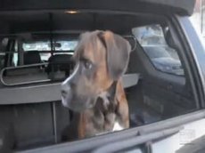 Собака встретила хозяина вернувшегося с войны