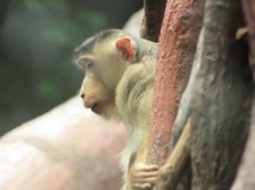 В Индии обезьяна украла у туриста пиво и выпила его