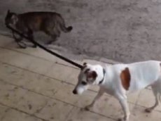 Кот, который выгуливает собак