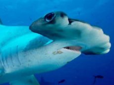 Рыбак заснял смертельную схватку двух акул