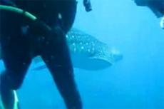 Плавание с большой китовой акулой