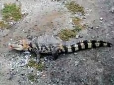 В Екатеринбурге разыскивают сбежавшего крокодила