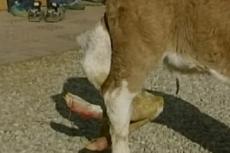 В Баварии родилась телочка с шестью ногами