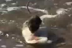 Ролик про мышиный серфинг стал хитом на YouTube