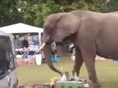 Сбежавший из цирка слон прогулялся по барахолке