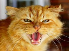 Разъяренный российский кот покорил YouTube
