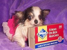 Бу-Бу — самая маленькая собачка