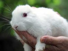Под Фукусимой родился кролик-мутант