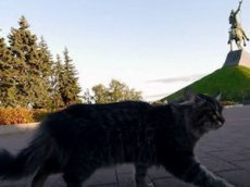 Бездомный кот из Уфы стал звездой интернета