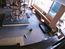 Кошки предсказали землетрясение в Японии