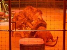 Три льва подрались на арене цирка